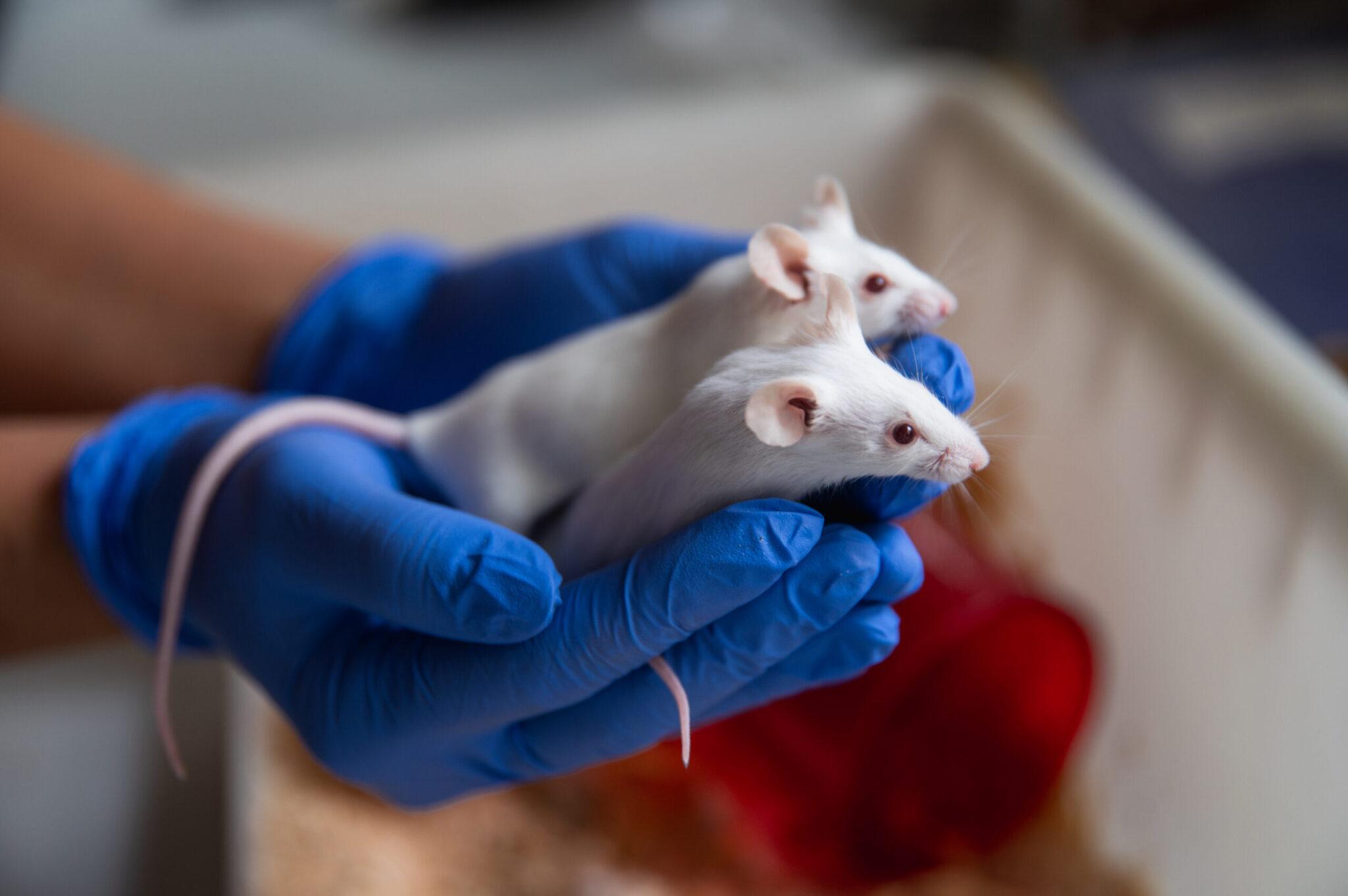 DSC_1294-Enhanced-NR