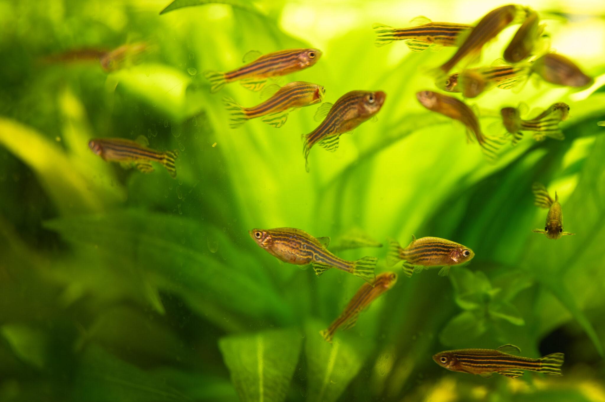 DSC_1338-Enhanced-NR